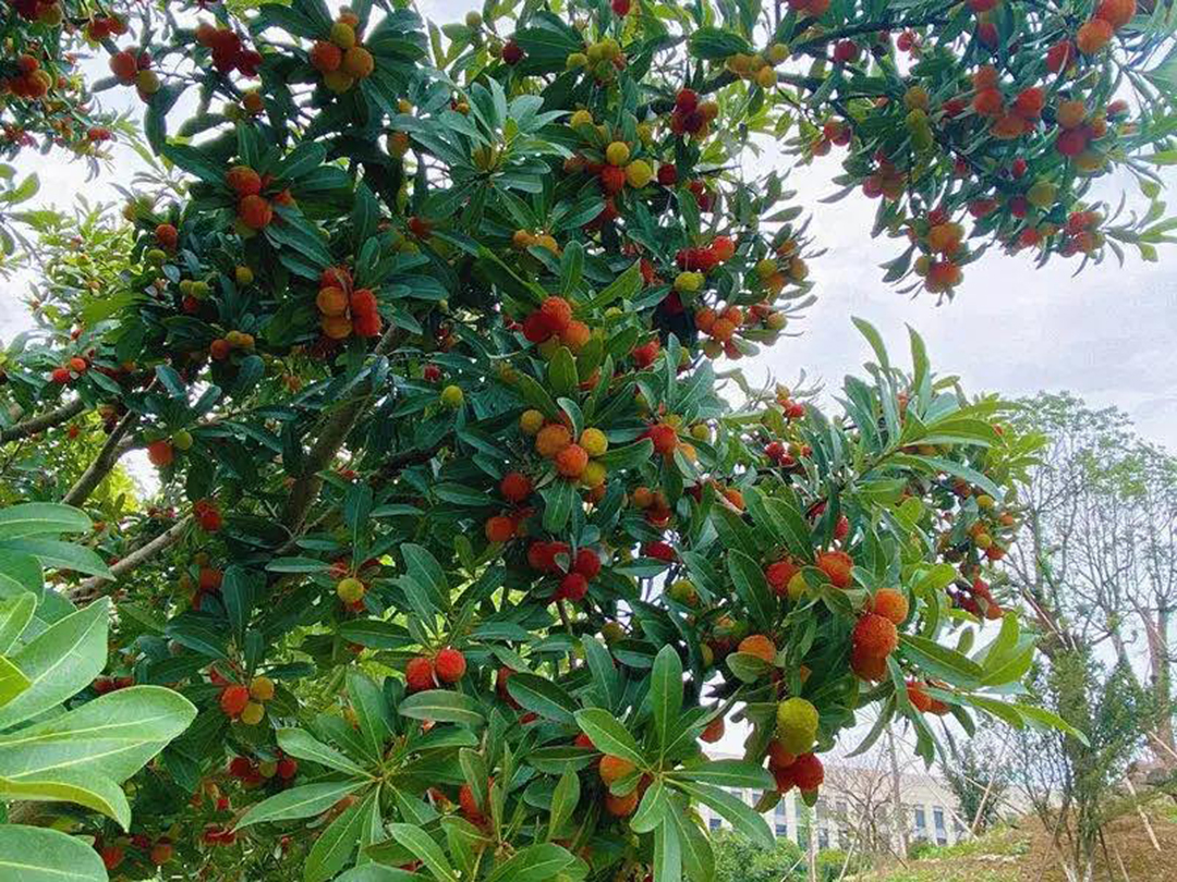 風景這邊獨好!東大環境美景一覽,請查收